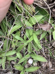 Hypoxis parvula parvula
