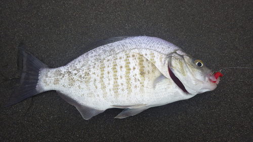 Barred surfperch (Amphistichus argenteus) — Embiotocidae — 5