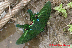 Papilio arcturus