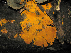 Oligonema persimile