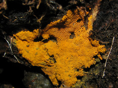 Oligonema persimile