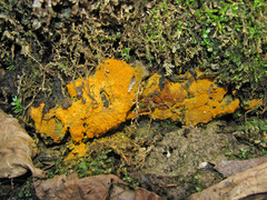 Oligonema persimile