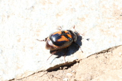 Oryctomorphus bimaculatus