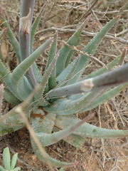 Aloe krapohliana
