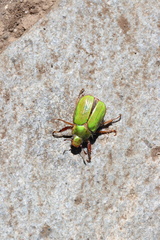 Brachysternus prasinus