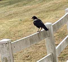 Corvus brachyrhynchos