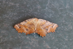 Microclysia pristopera