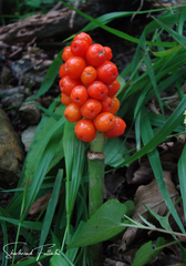 Arum orientale