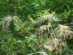 Rhododendron canescens