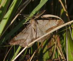 Selidosema brunnearia