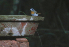 Cyornis pallidipes