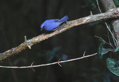 Cyornis pallidipes