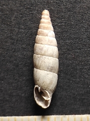 Carinigera buresi