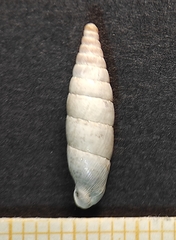 Carinigera buresi