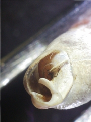 Carinigera buresi