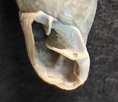 Carinigera buresi