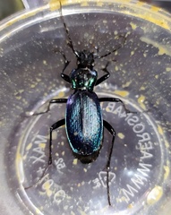 Carabus obtusus