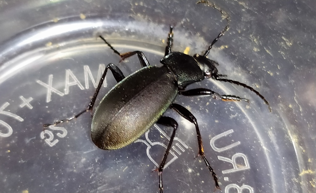 Pachycarabus