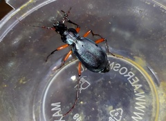 Carabus circassicus