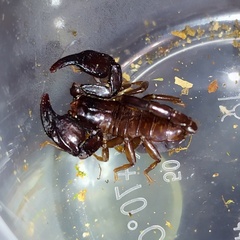 Euscorpius mingrelicus