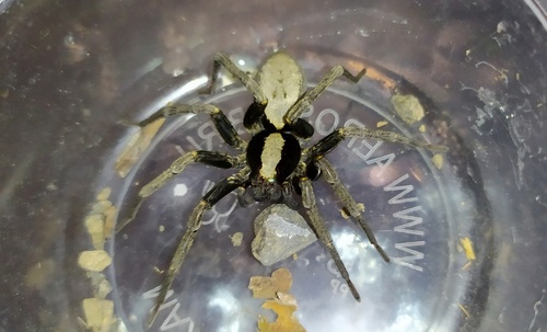 Geolycosa charitonovi