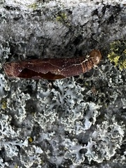 Rogadinae