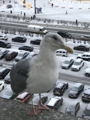Larus argentatus