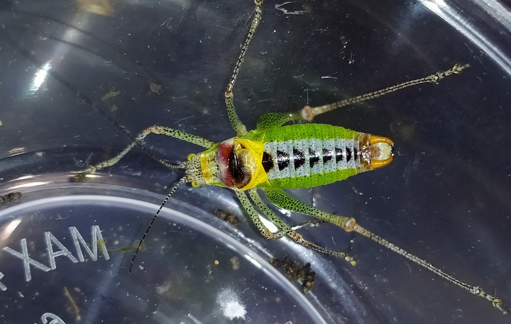 Poecilimon djakonovi