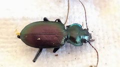 Nebria bonellii