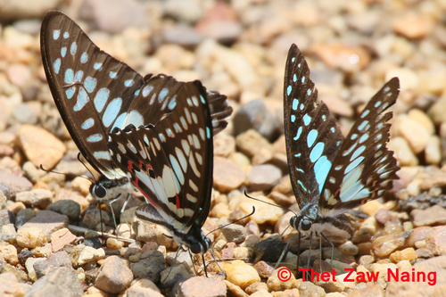 Common Jay