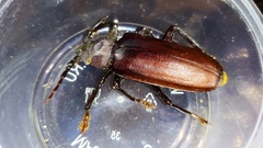 Rhaesus serricollis
