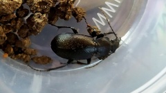 Carabus estreicheri