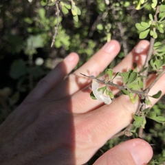 Libytheana carinenta