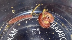 Polydesmus abchasius