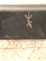 Hemidactylus mabouia