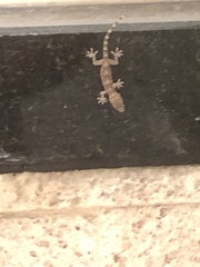 Hemidactylus mabouia