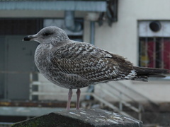 Larus argentatus