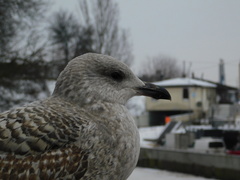 Larus argentatus