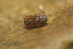 Enoplognatha mandibularis