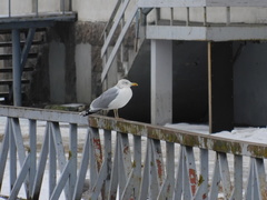 Larus argentatus