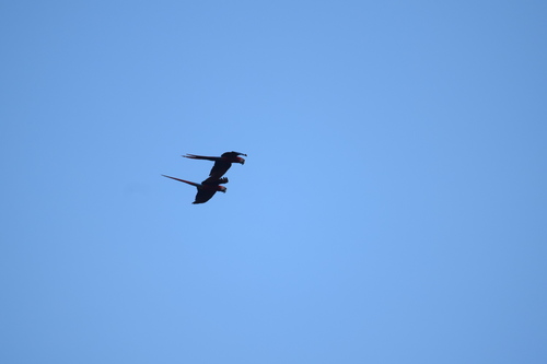 Scarlet Macaw
