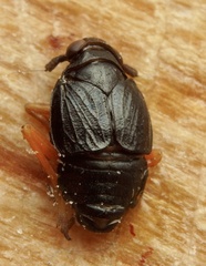 Eurysanoides