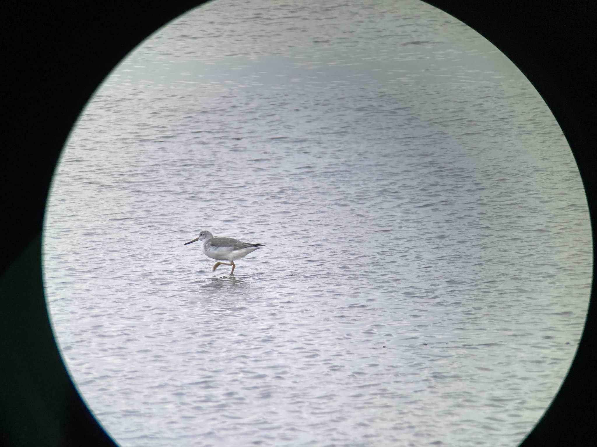Nordmann's Greenshank illustration