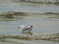 Larus argentatus