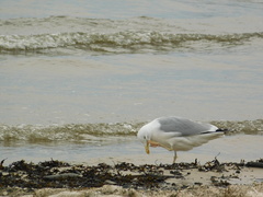 Larus argentatus