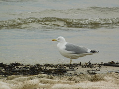 Larus argentatus