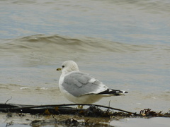 Larus canus
