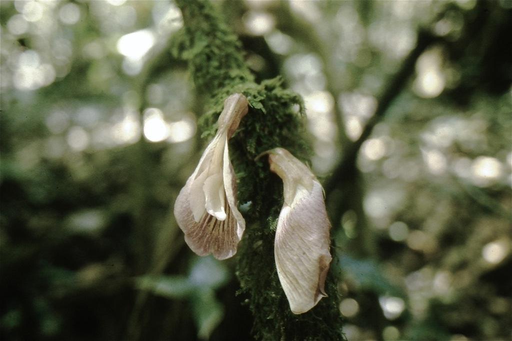 Clitoria hermannii