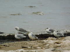 Larus canus