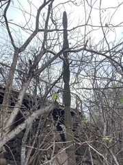 Piscidia carthagenensis